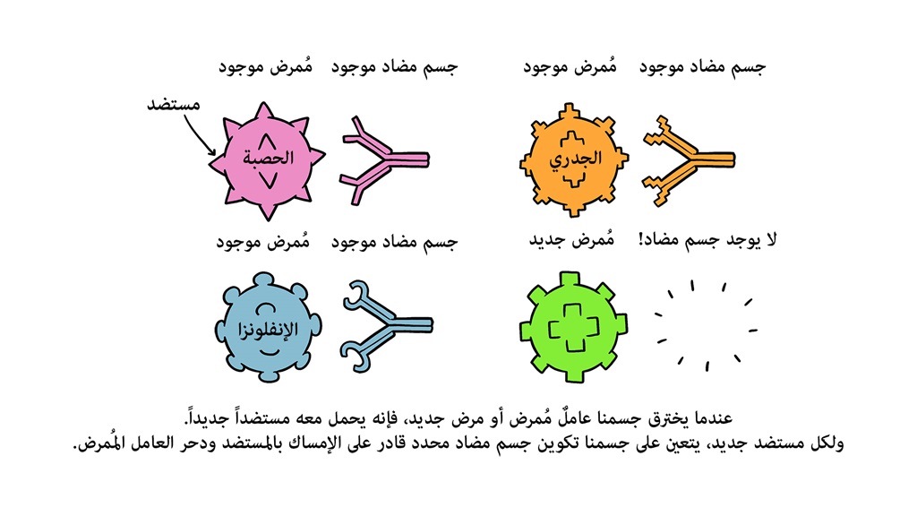 Vaccines Antibody illustration 01_29 Oct
