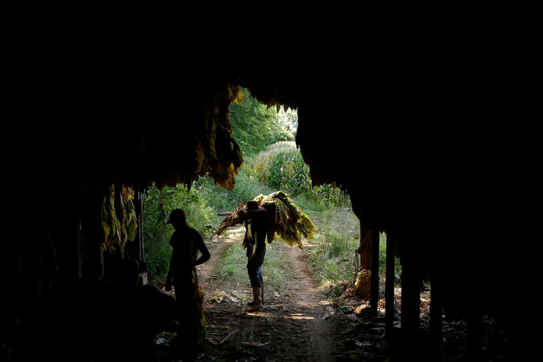 Workers house harvested burley tobacco in a barn in Shelbyville, Kentucky, US, August 20, 2020. 