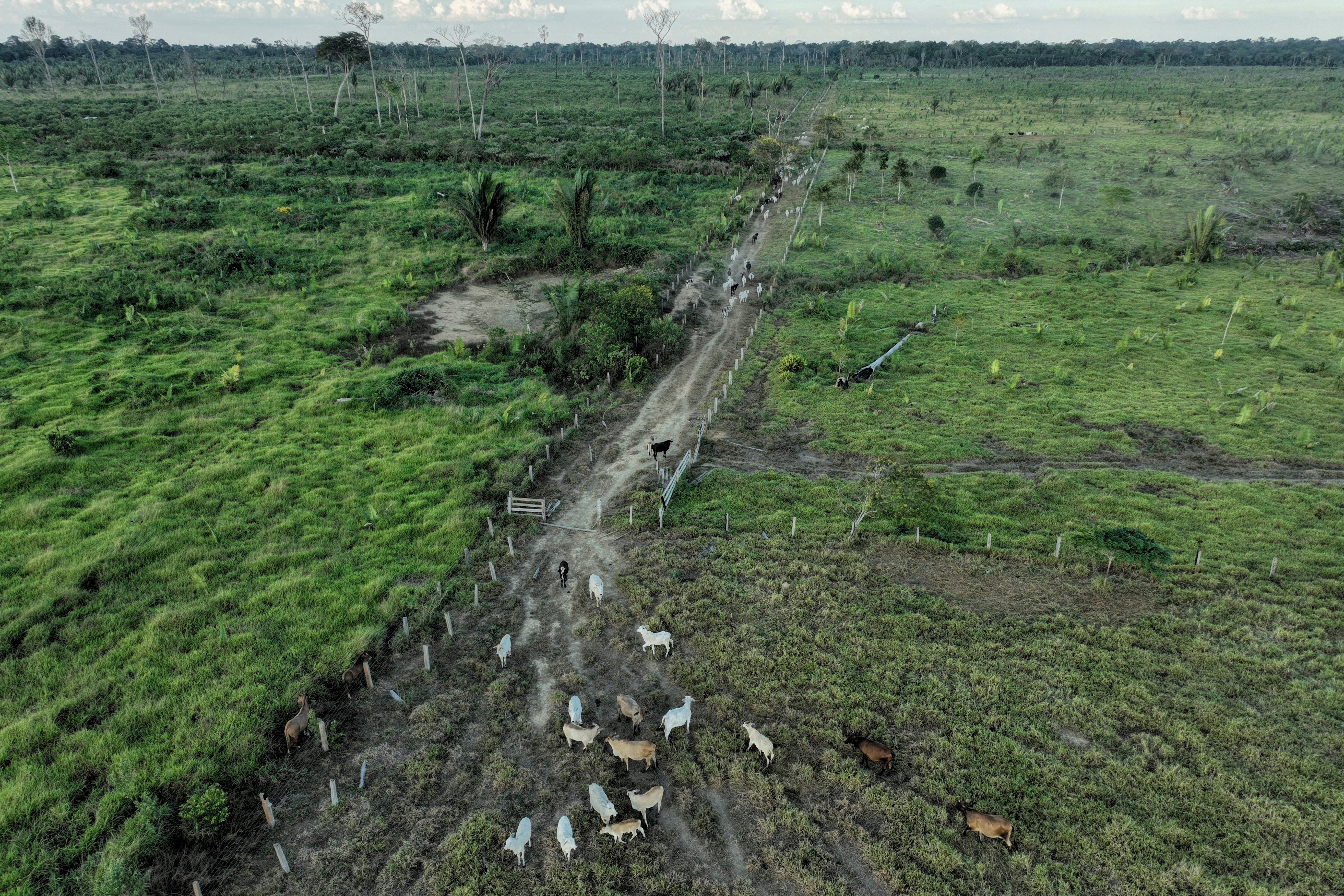Cattle walk along an illegally deforested area in an extractive reserve near Jaci-Parana, Rondonia state, Brazil, July 12, 2023. 