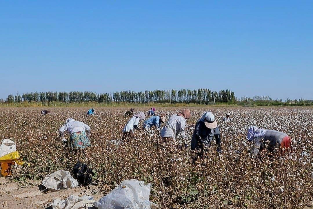 A group of cotton pickers at work in a field