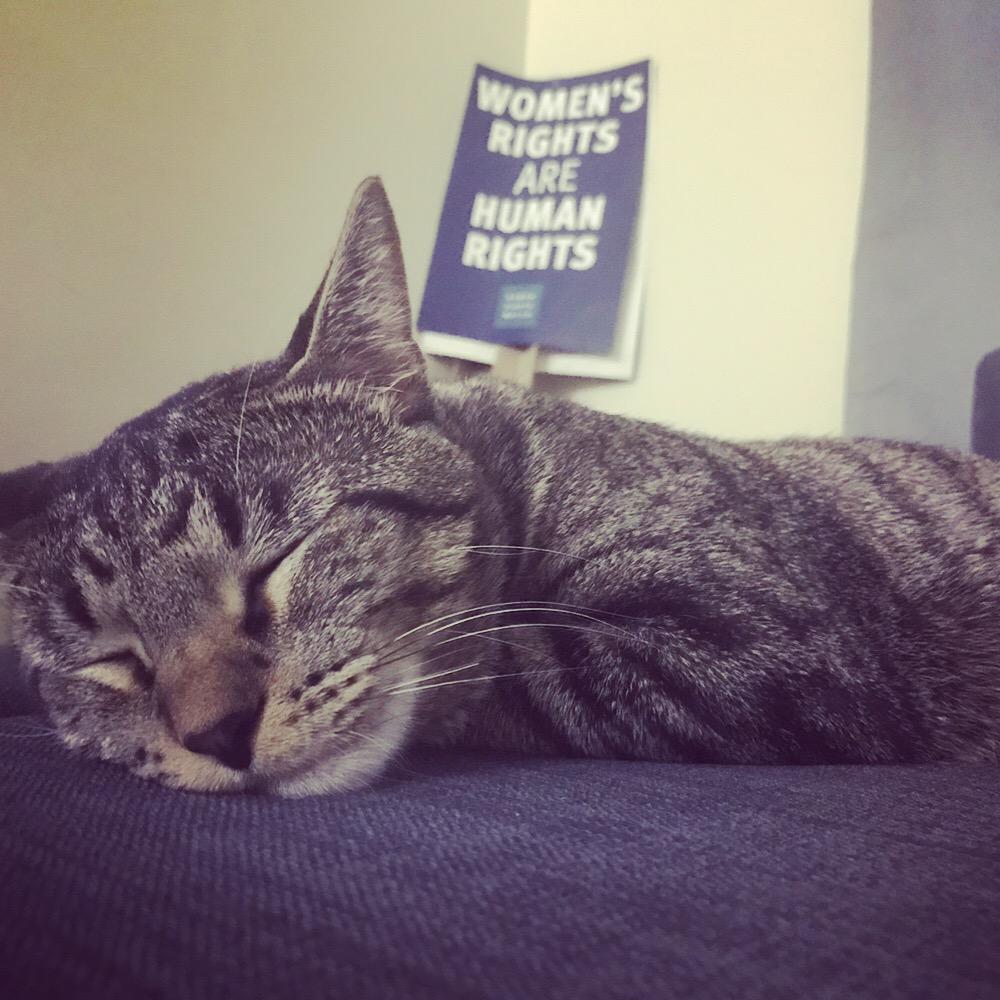 Should your cat pictures load slower than corporate online content? Tell the FCC to keep net neutrality.