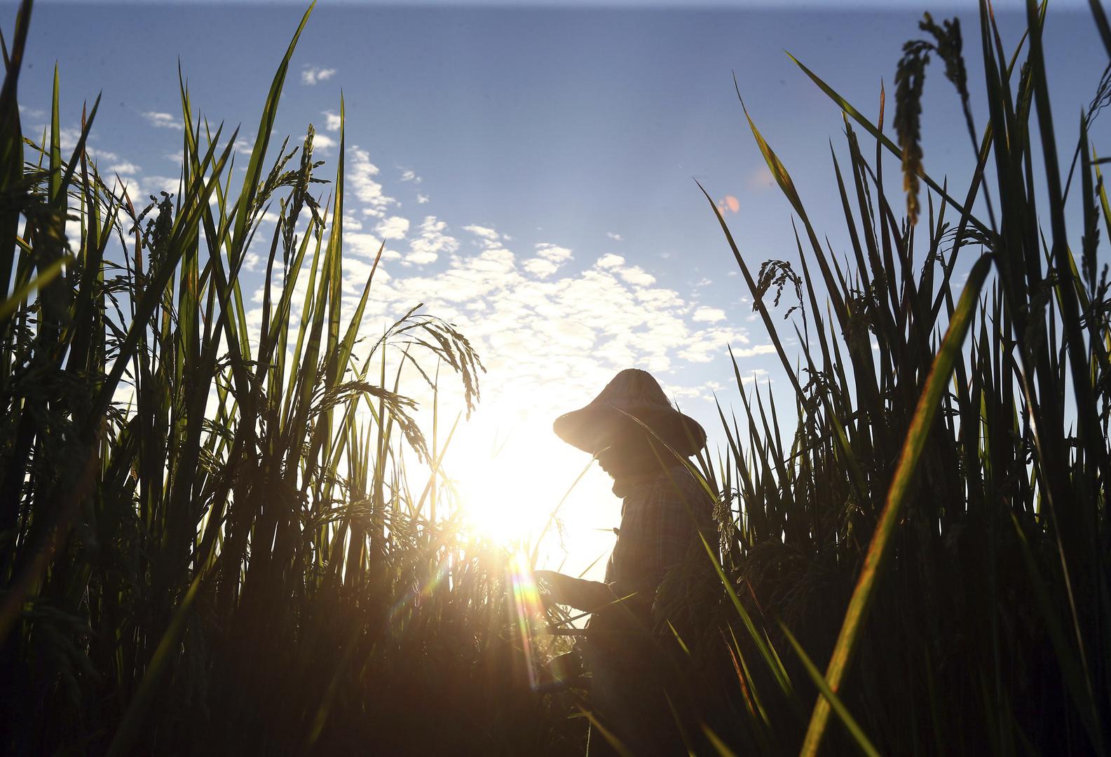 A farmer tends to her paddy field just a few weeks ahead of harvesting in Naypyidaw, Myanmar, Wednesday, November 14, 2018. 