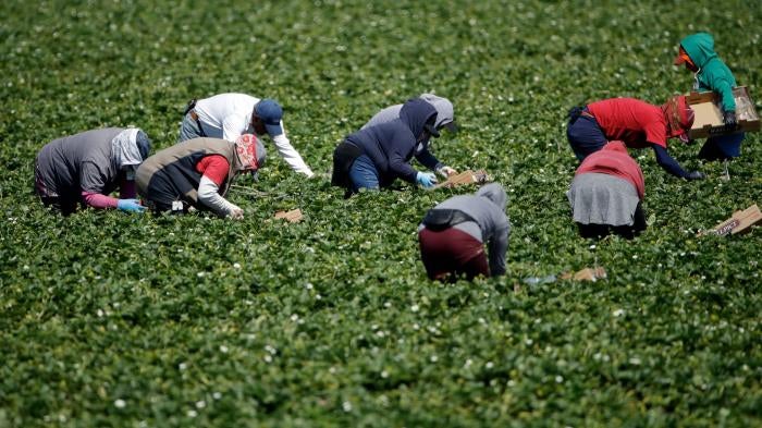Farmworkers, considered essential workers under the current Covid-19 pandemic guidelines, work a strawberry field in Santa Paula, California, April 15, 2020. 