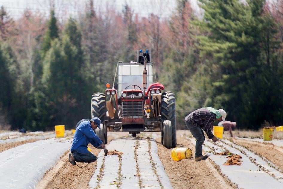 Works plant strawberries farming quebec
