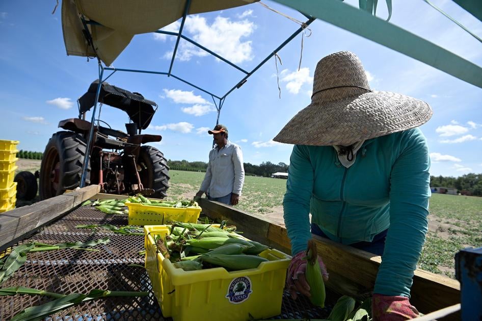 Migrant Farmworkers from Central and South America load fresh-picked corn into trays at Southern Hill Farms on April 21, 2020, in Clermont, Florida.