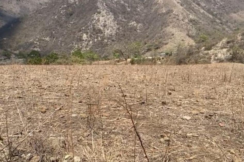 A field of dead crops