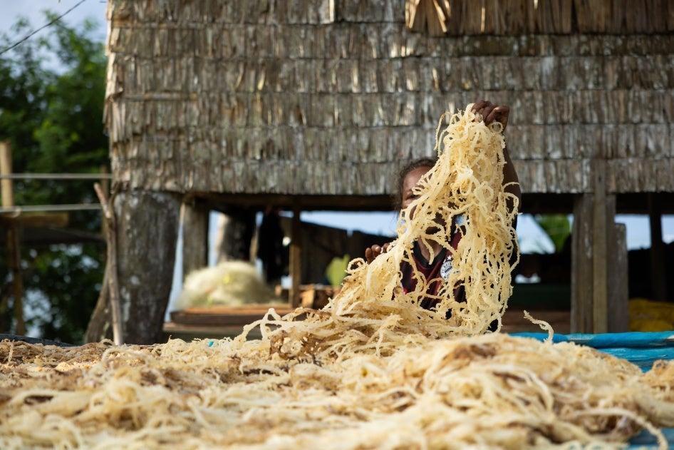 Seaweed drying Solomon Islands