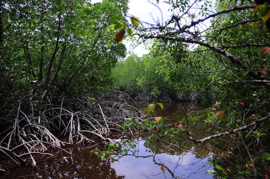 Mangroves in Haa Alifu Atoll, Maldives.