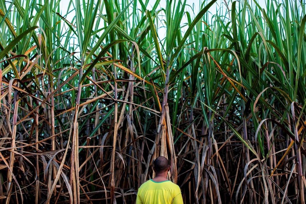 Bernardo, de 30 e poucos anos, nasceu em uma comunidade quilombola onde vivem aproximadamente 60 pessoas, entre homens, mulheres e crianças no estado de Minas Gerais. Bernardo disse à Human Rights Watch que se sente impotente contra a pulverização aérea d