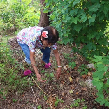 Mama Chai, an 88-year-old Indigenous Chamorro yo’åmte, or medicine woman, shows how to collect medicinal roots and plants, without harming the trees, Guam, May 2023. 