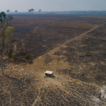 Cattle graze on land recently burned and deforested by cattle farmers near Novo Progresso, Para state, Brazil, on August 23, 2020. 
