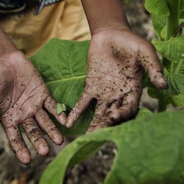 A boy’s hands after harvesting tobacco leaves on a farm near Sampang, East Java.
