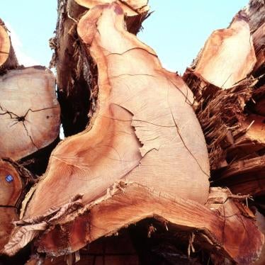 Illegal logging seized by IBAMA, Brazilian Institute of Environment and Renewable Natural Resources. Amazon, Brazil.